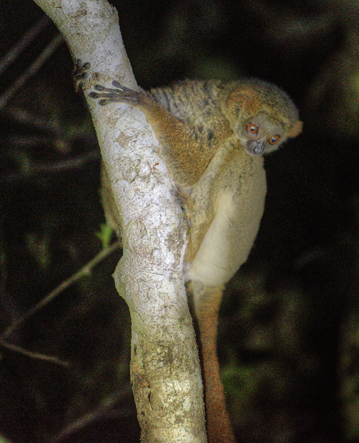 Mouse lemur